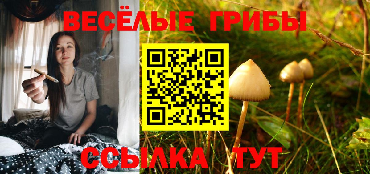 Псилоцибиновые грибы Psilocybe Зима